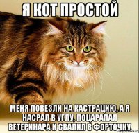 я кот простой меня повезли на кастрацию, а я насрал в углу, поцарапал ветеринара и свалил в форточку