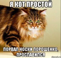 я кот простой порвал носки порошенко, прославился