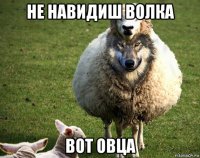 не навидиш волка вот овца