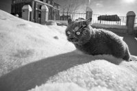 Создать мем Cocaine so much cocaine