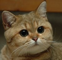 Создать мем Дерзкий кот