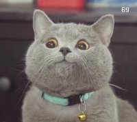 Создать мем Довольный котэ