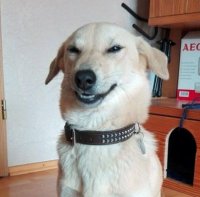 Создать мем Ехидная собака
