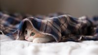 Создать мем Кот который ненавидит мир