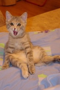 Создать мем Кот мамон