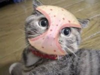 Создать мем Кот с трусами
