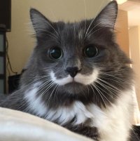 Создать мем Кот васька