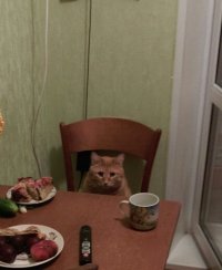 Создать мем Кот
