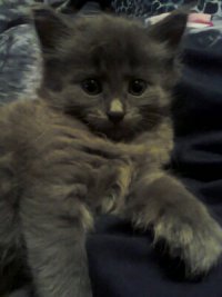 Создать мем Котик