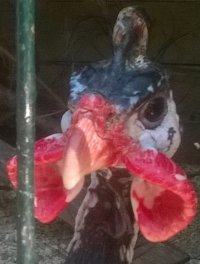 Создать мем Курочка