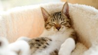 Создать мем Нахальный кот