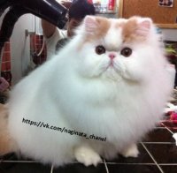 Создать мем Недовольный котэ