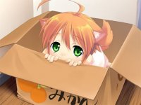 Создать мем Некотян в коробке