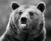 Все мемы Покажи язык проблемам