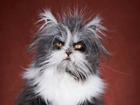 Создать мем Седой кот