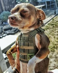 Создать мем Собака подозревака
