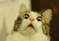 Создать мем Surprizing cat