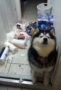 Создать мем Thug Life Dog