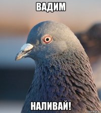 вадим наливай!