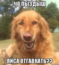 чо пыздыш яйса отгавкать??