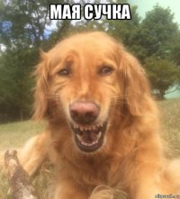 мая сучка 