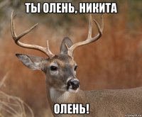 ты олень, никита олень!