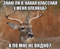 знаю ли я, какая классная у меня олениха? а по мне не видно?