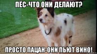 пёс-что они делают? просто пацан-они пьют вино!