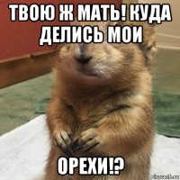 твою ж мать! куда делись мои орехи!?