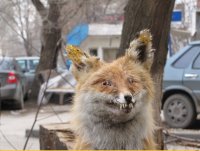 Создать мем Дратути