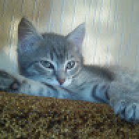 Создать мем Гиганская котейка