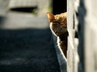 Создать мем Когда пришел покупашка