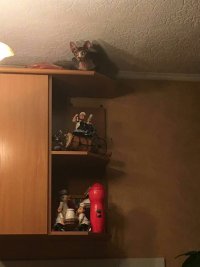 Создать мем Кокга сосиски варятся надо- выходить на охоту