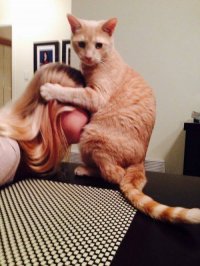 Создать мем Кот и девка
