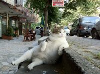 Создать мем Кот на клумбах