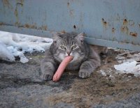 Создать мем Кот