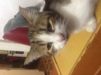 Создать мем Кот