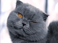 Создать мем Кот