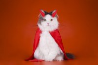 Создать мем Котэ BSD