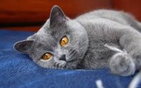 Создать мем Котэ