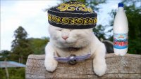 Создать мем Котейка-Тюбитейка