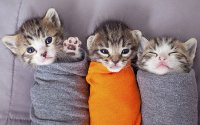 Создать мем Котики