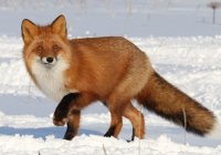 Создать мем Любопытный лис
