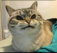 Создать мем Nfgd