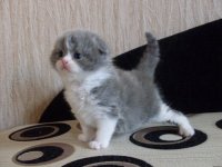 Создать мем Отдай мое  котенок мем