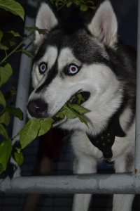 Создать мем Пес наркоман