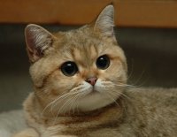 Создать мем Суровый котэ