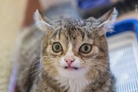 Создать мем Удивлённый кот