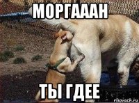 моргааан ты гдее