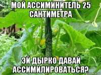 мой ассиминитель 25 сантиметра эй дырко давай ассимилироваться?